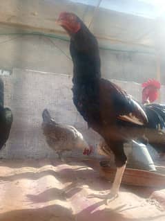 Pure Desi Hens for sale