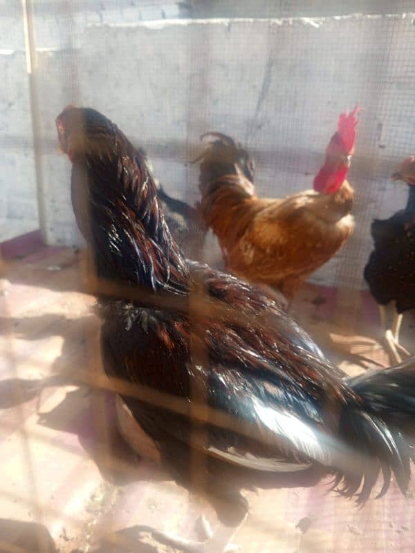 Pure Desi Hens for sale 1