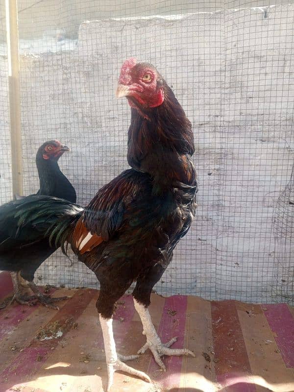 Pure Desi Hens for sale 2