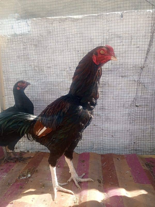 Pure Desi Hens for sale 3