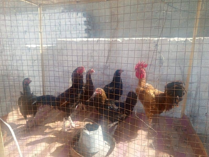 Pure Desi Hens for sale 5