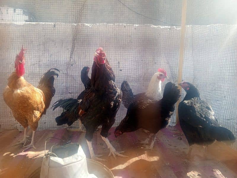 Pure Desi Hens for sale 6