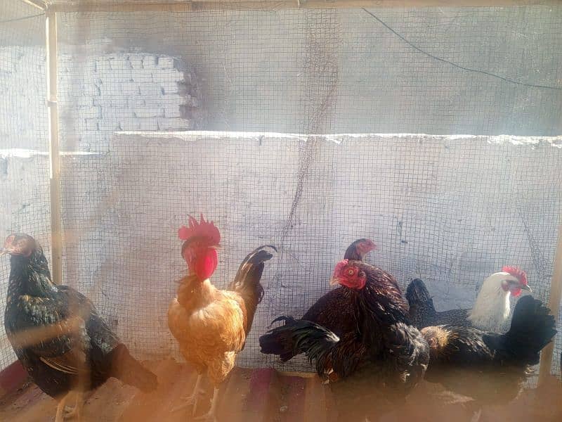 Pure Desi Hens for sale 7