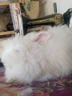 English Angora rabbit