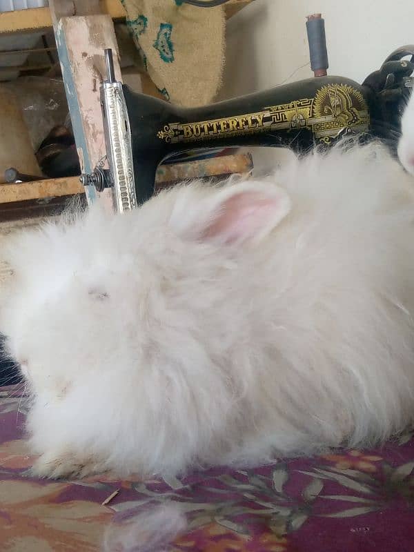 English Angora rabbit 0