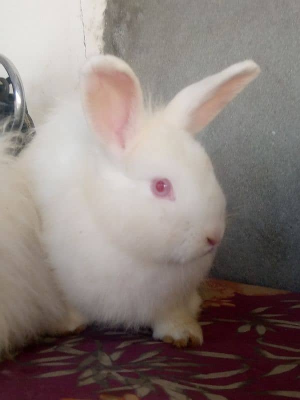 English Angora rabbit 1