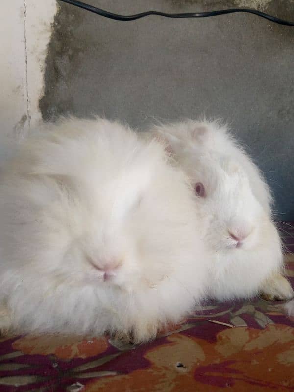 English Angora rabbit 2