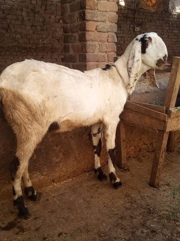 gaban bakri or 2 bakry for sale 0