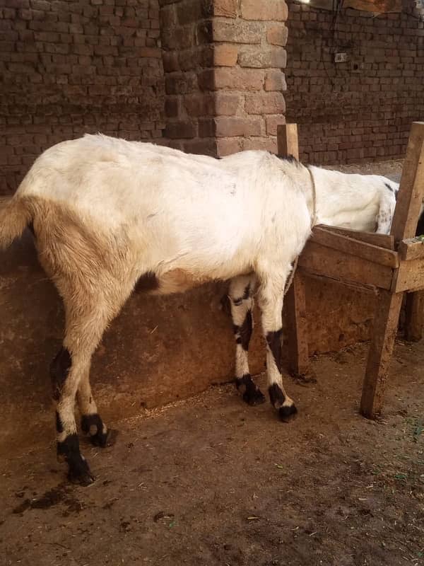 gaban bakri or 2 bakry for sale 1