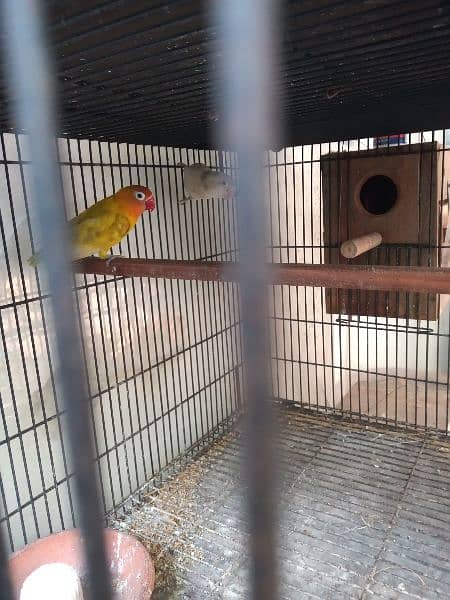 love bird breeder pair with chicks 0