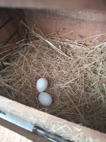 love bird breeder pair with chicks 1