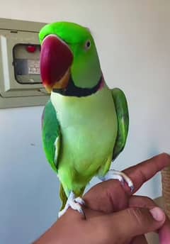 raw parrot for sale my WhatsApp number 03267483108