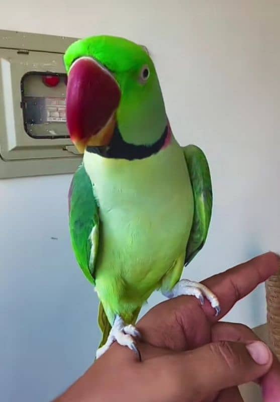 raw parrot for sale my WhatsApp number 03267483108 0