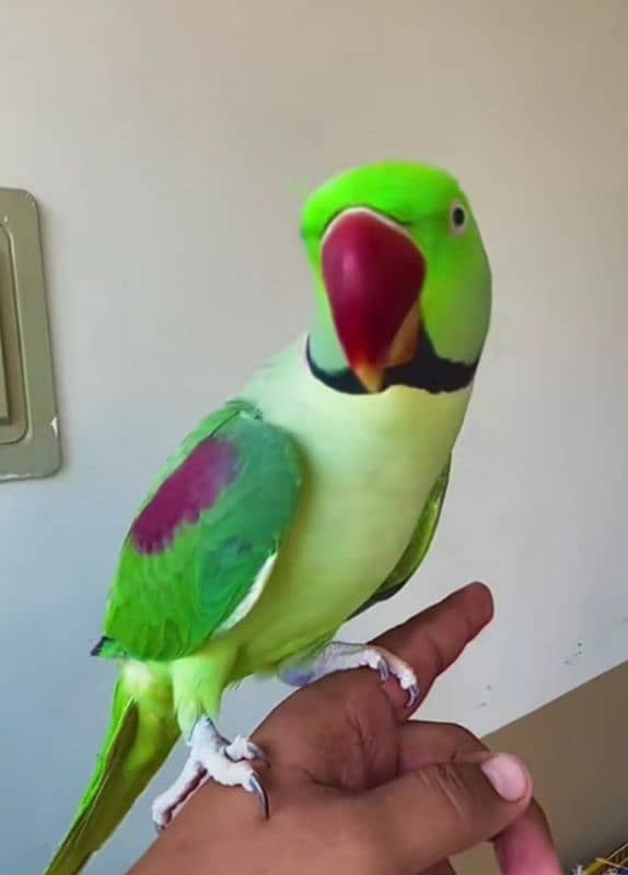 raw parrot for sale my WhatsApp number 03267483108 1