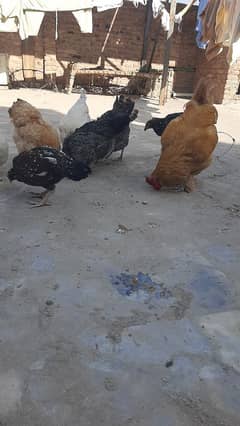 Sucexx aseel fomi  / golden misri hens /setup sale out / desi murghi