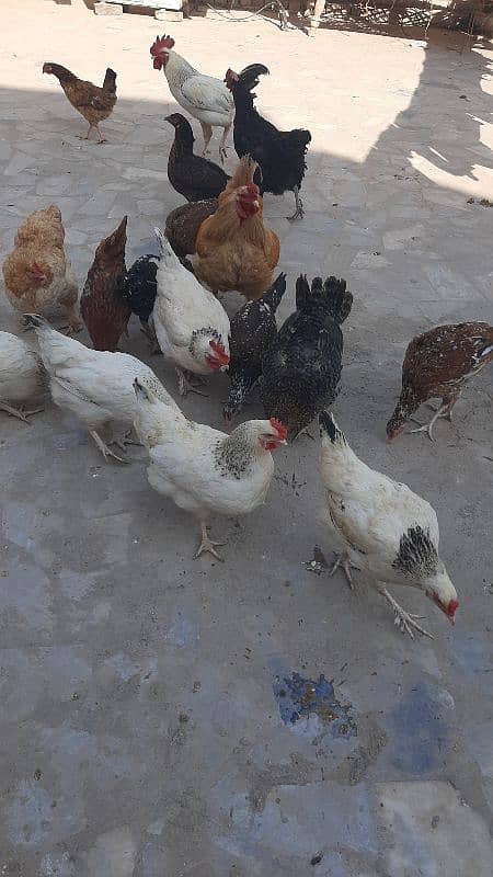 Sucexx aseel fomi  / golden misri hens /setup sale out / desi murghi 2