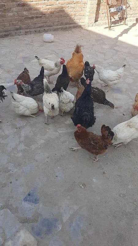 Sucexx aseel fomi  / golden misri hens /setup sale out / desi murghi 3