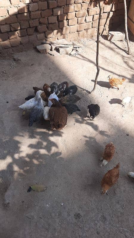 Sucexx aseel fomi  / golden misri hens /setup sale out / desi murghi 4