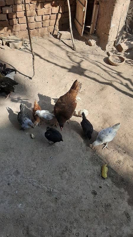 Sucexx aseel fomi  / golden misri hens /setup sale out / desi murghi 5