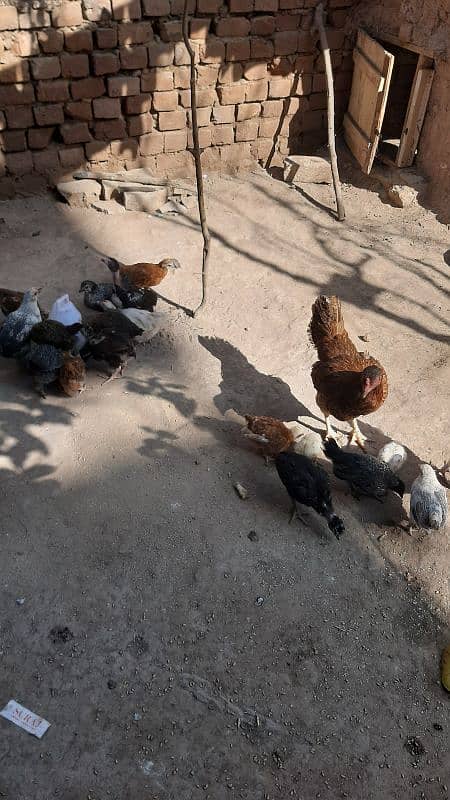 Sucexx aseel fomi  / golden misri hens /setup sale out / desi murghi 6