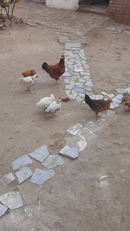 Sucexx aseel fomi  / golden misri hens /setup sale out / desi murghi 7