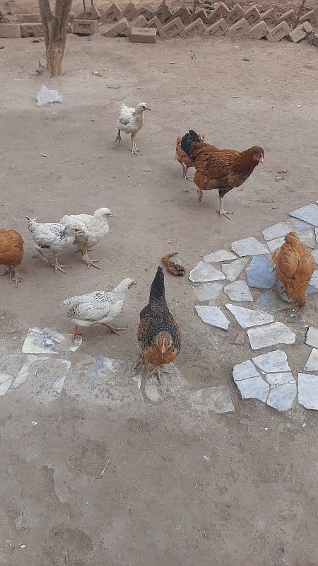 Sucexx aseel fomi  / golden misri hens /setup sale out / desi murghi 8