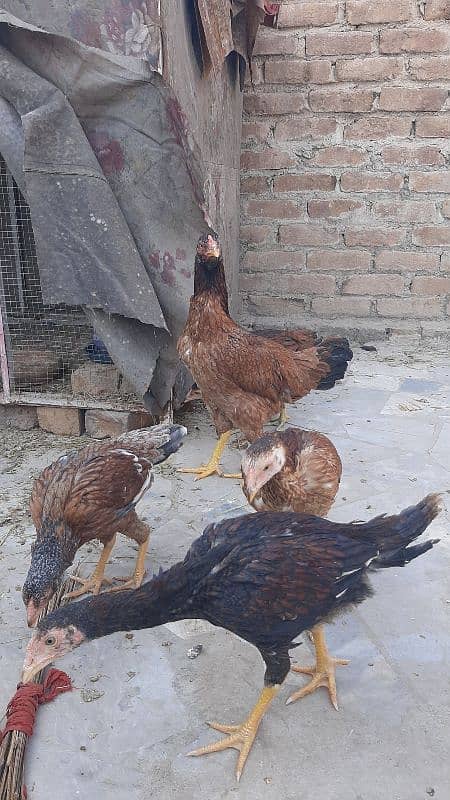 Sucexx aseel fomi  / golden misri hens /setup sale out / desi murghi 9