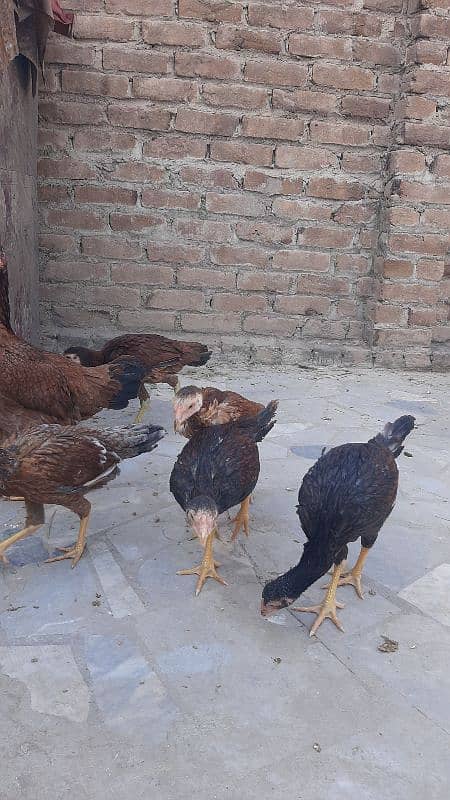 Sucexx aseel fomi  / golden misri hens /setup sale out / desi murghi 10