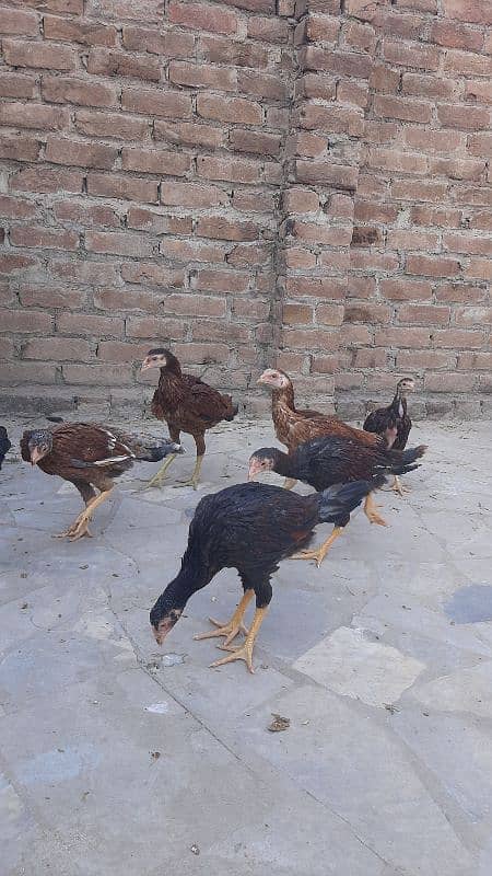 Sucexx aseel fomi  / golden misri hens /setup sale out / desi murghi 11