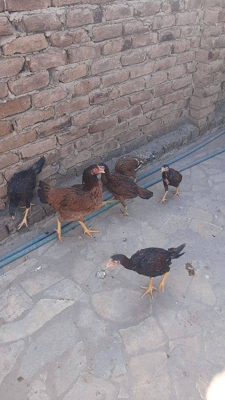 Sucexx aseel fomi  / golden misri hens /setup sale out / desi murghi 12