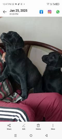 Labrador female puppies.