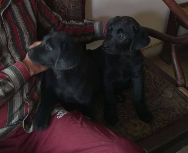 Labrador female puppies. 2