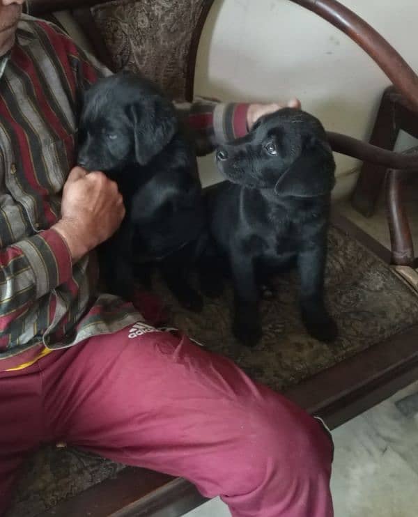 Labrador female puppies. 3