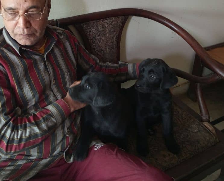 Labrador female puppies. 4