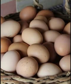 Golden and White Buff eggs fancy hen eggs