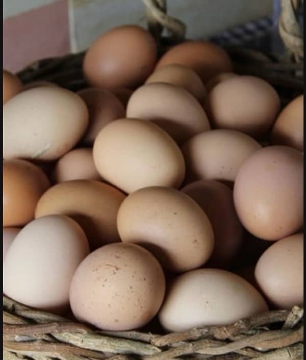 Golden and White Buff eggs fancy hen eggs 0