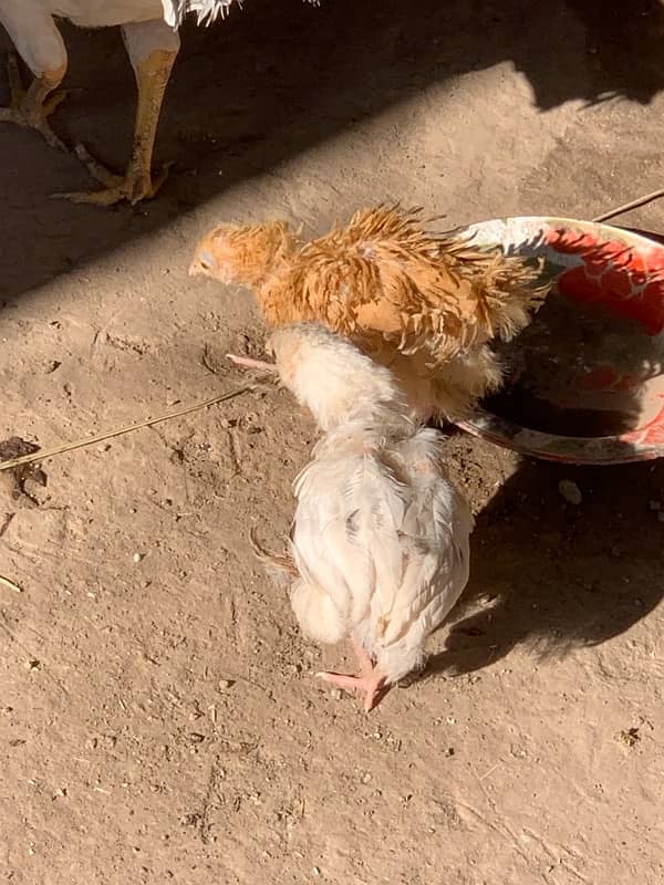 Golden and White Buff eggs fancy hen eggs 3