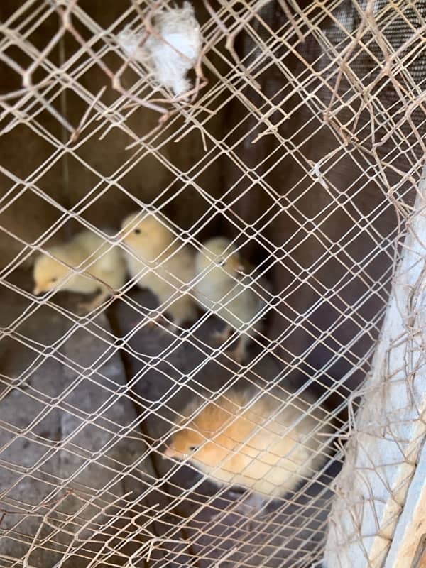 Golden and White Buff eggs fancy hen eggs 5