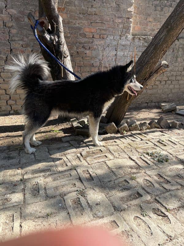 Agouti husky male 2