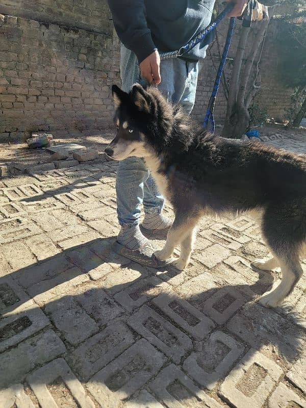 Agouti husky male 5