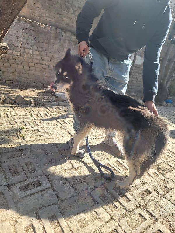 Agouti husky male 9