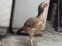 Assel Pakistani hens