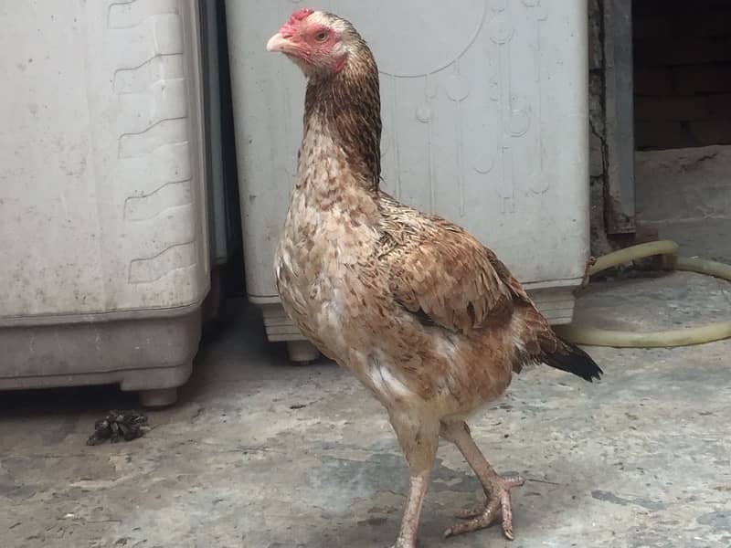 Assel Pakistani hens 2