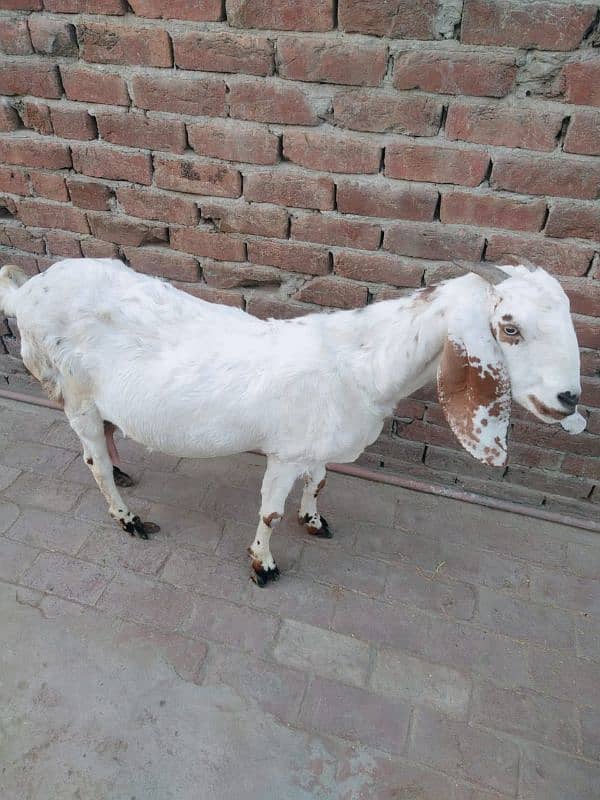 Goat for sale with male baby 0