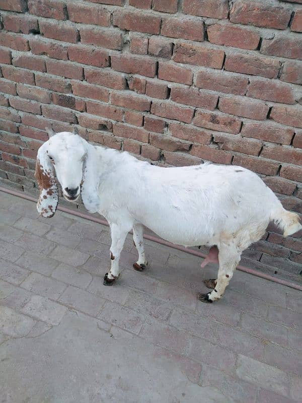 Goat for sale with male baby 1