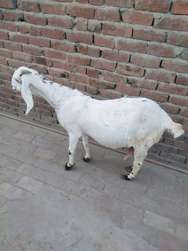 Goat for sale with male baby 2