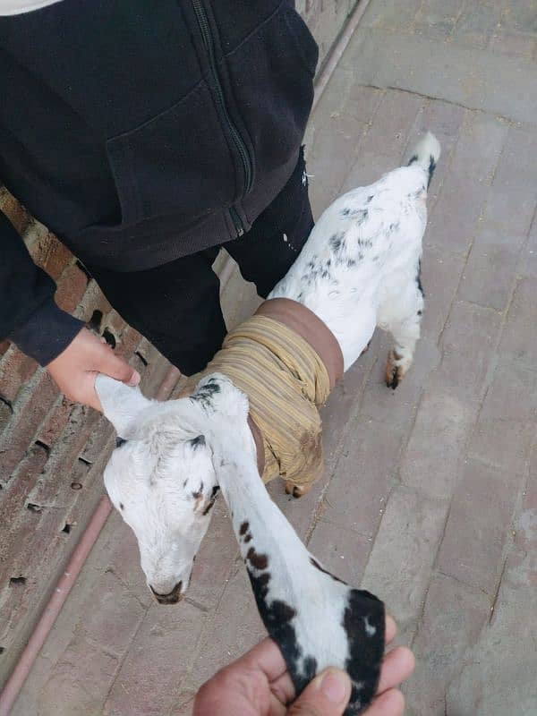 Goat for sale with male baby 6