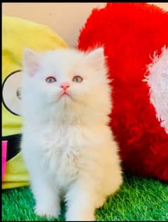 Persian Cat for sale my WhatsApp number 0326/74/83/108