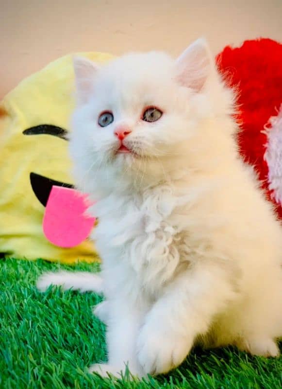 Persian Cat for sale my WhatsApp number 0326/74/83/108 1