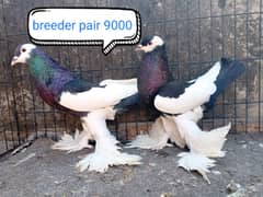 fancy pigeon | kabutar| Jacobin|  frillback saddle | amarican fantail|